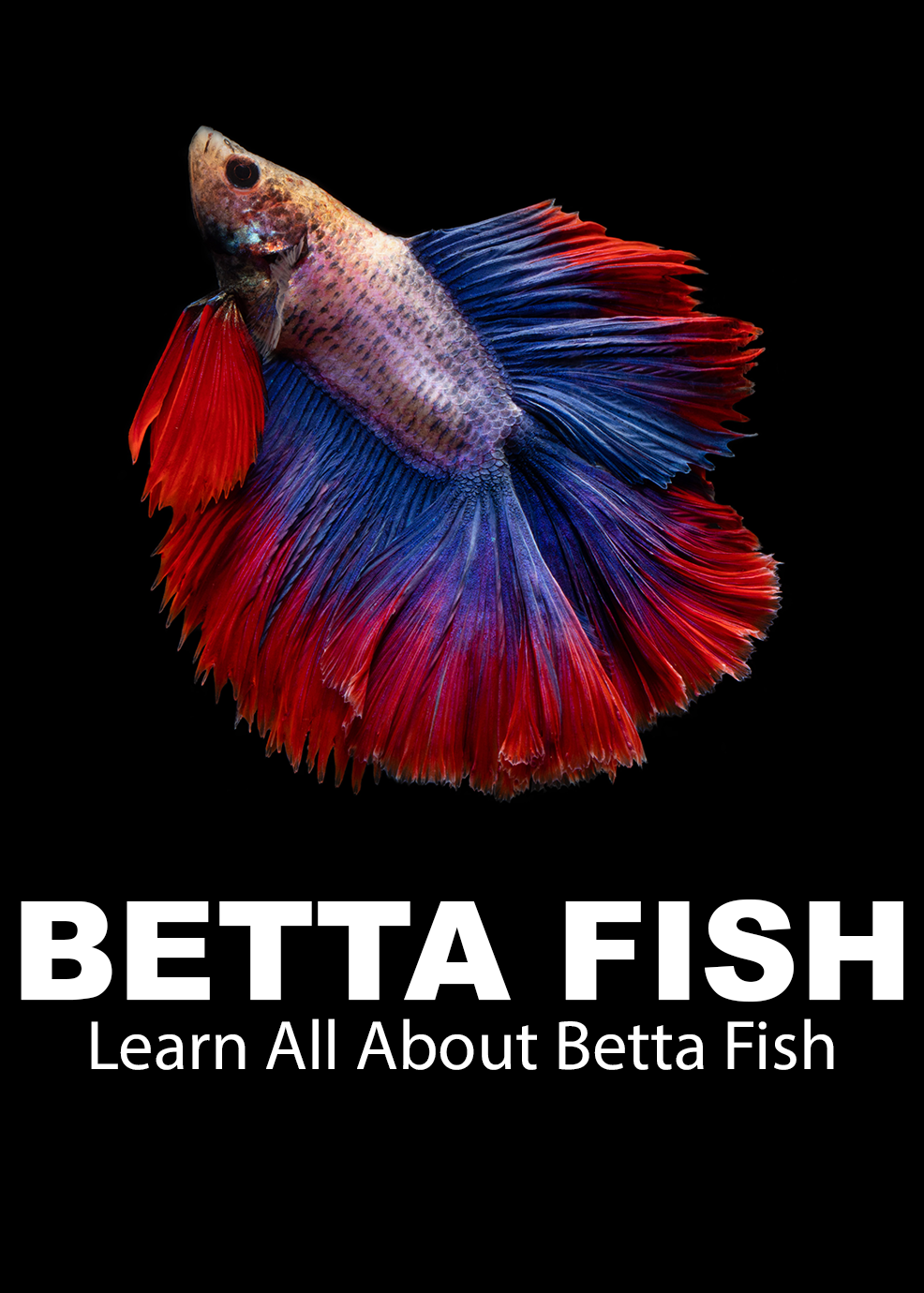 Betta Fish